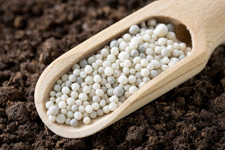 Gros plan des granules d'engrais démarreur dans une cuillère en bois